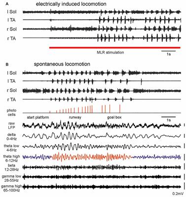 LFP Oscillations in the Mesencephalic Locomotor Region during Voluntary Locomotion